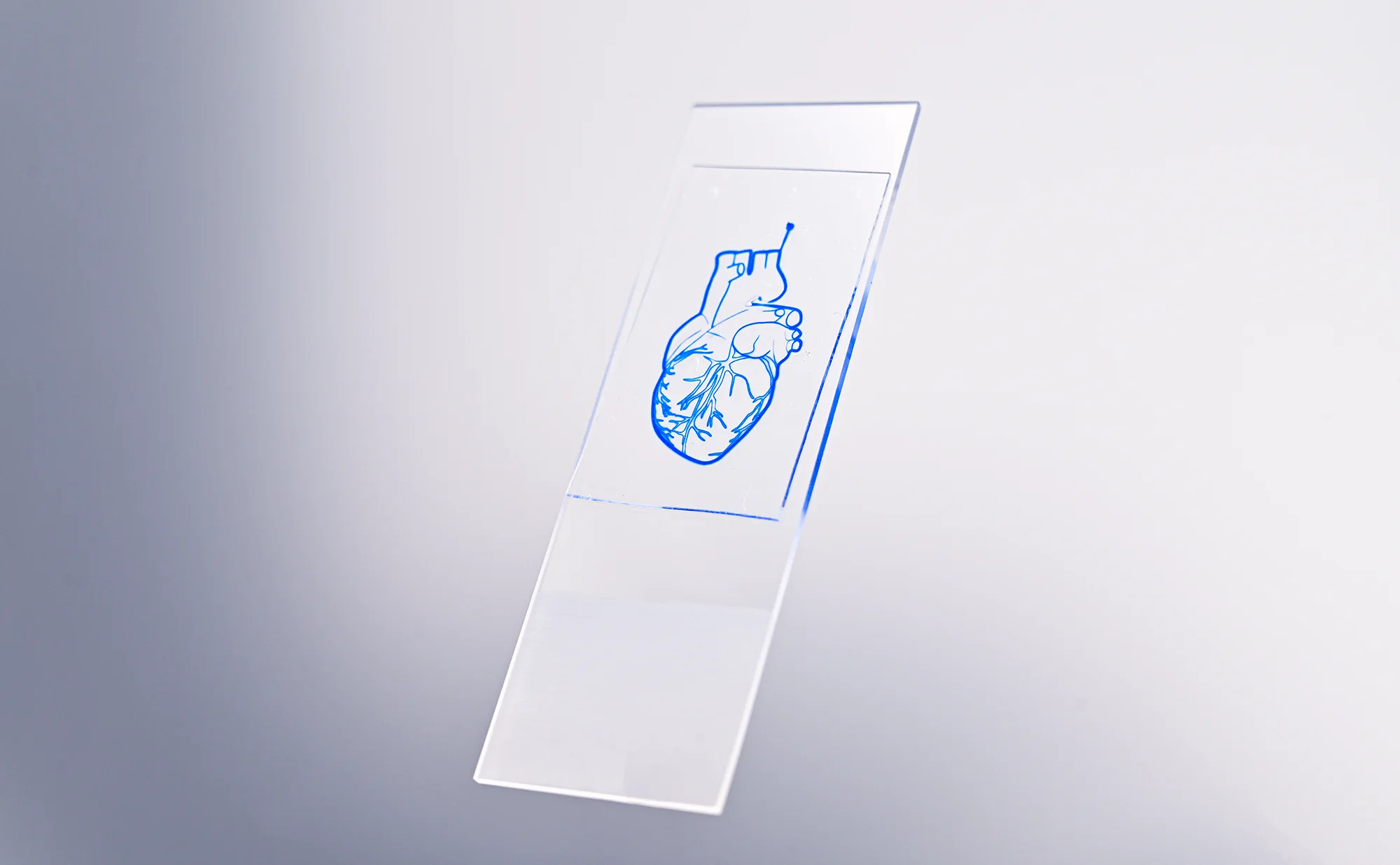 Cœur dessiné sur une puce microfluidique PDMS/verre rempli d'un pigment liquide bleu. 26x76 mm │ Crédit photo : Vincent Petitgas